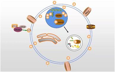 Regulation of Lipid Metabolism by Lamin in Mutation-Related Diseases